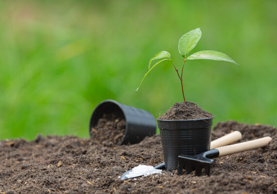 close up picture of the sapling of the plant is growing